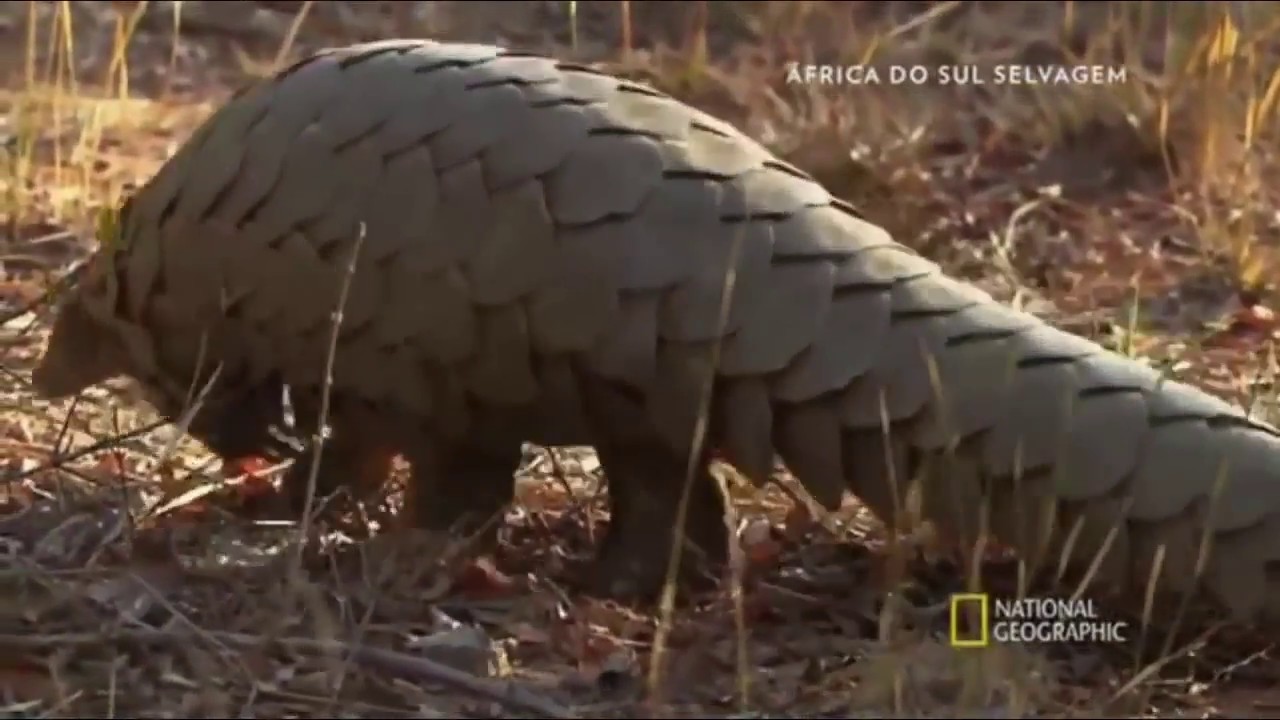 Vida Selvagem no Deserto do Kalahari