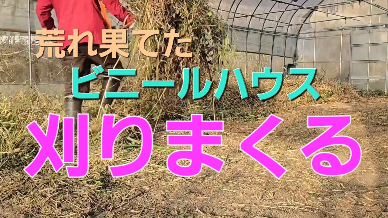 荒れ放題、草のび放題のビニールハウス内を綺麗に草刈り&放置し過ぎて朽ちた農業資材、堆肥袋も片付ける