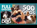 Training 500 Dogs: The Event | Full Episode | It's Me or the Dog