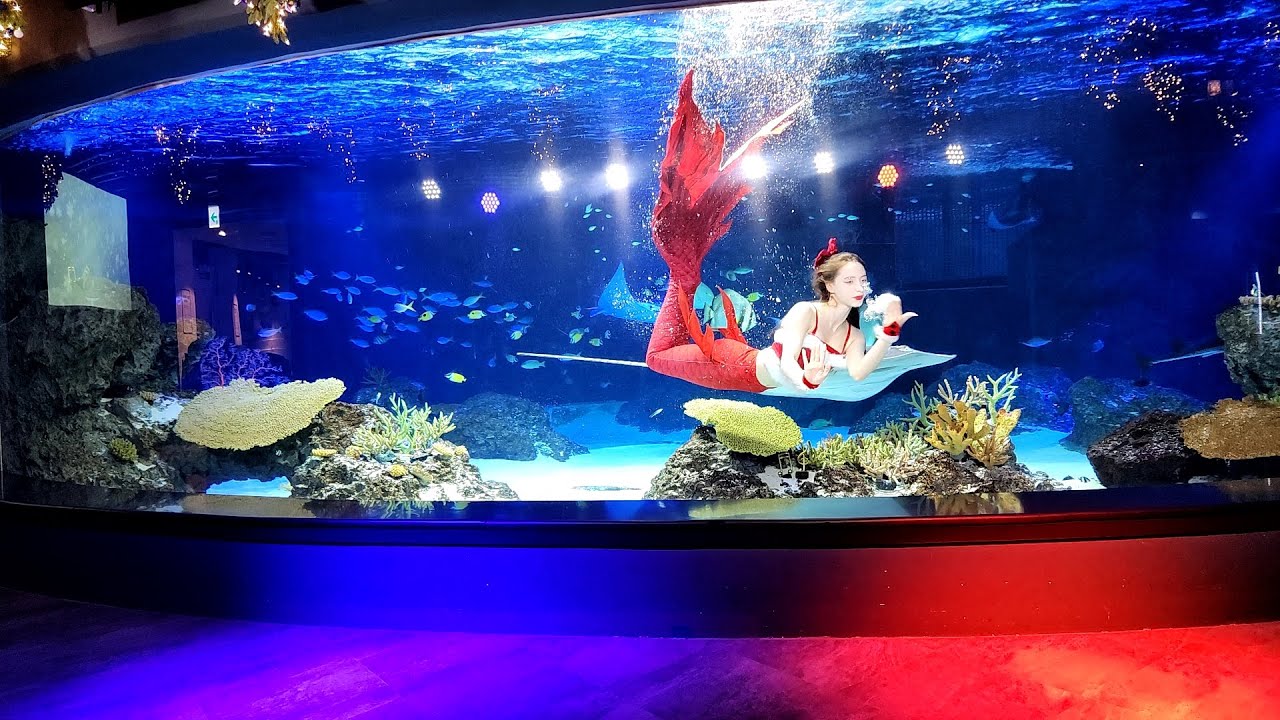 아쿠아플라넷 광교 인어공주쇼 크리스마스 컨셉