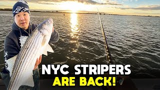 Stripers Are BACK! in Jamaica Bay: Catch & Release Adventure on The Rockfish!