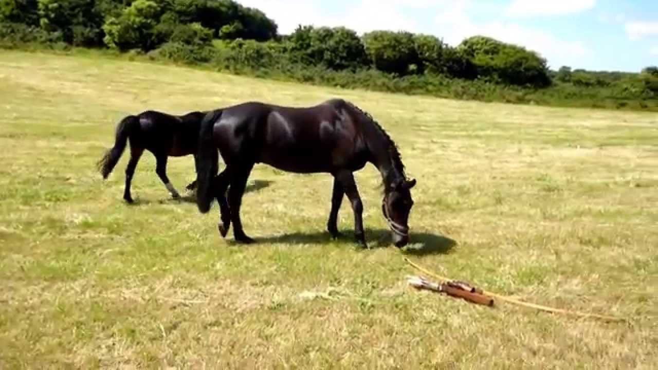 Clooneigh "Land of the Horses" YouTube