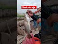 Mancing baramundi dpt 1  trending fishingyoutubeshorts