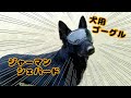 犬用ゴーグル使ってます【REX SPECS】【ジャーマンシェパード】