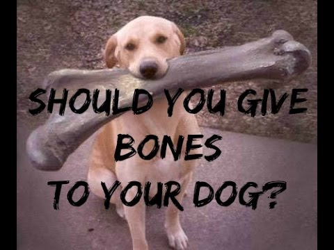should-you-give-your-dog-bones?