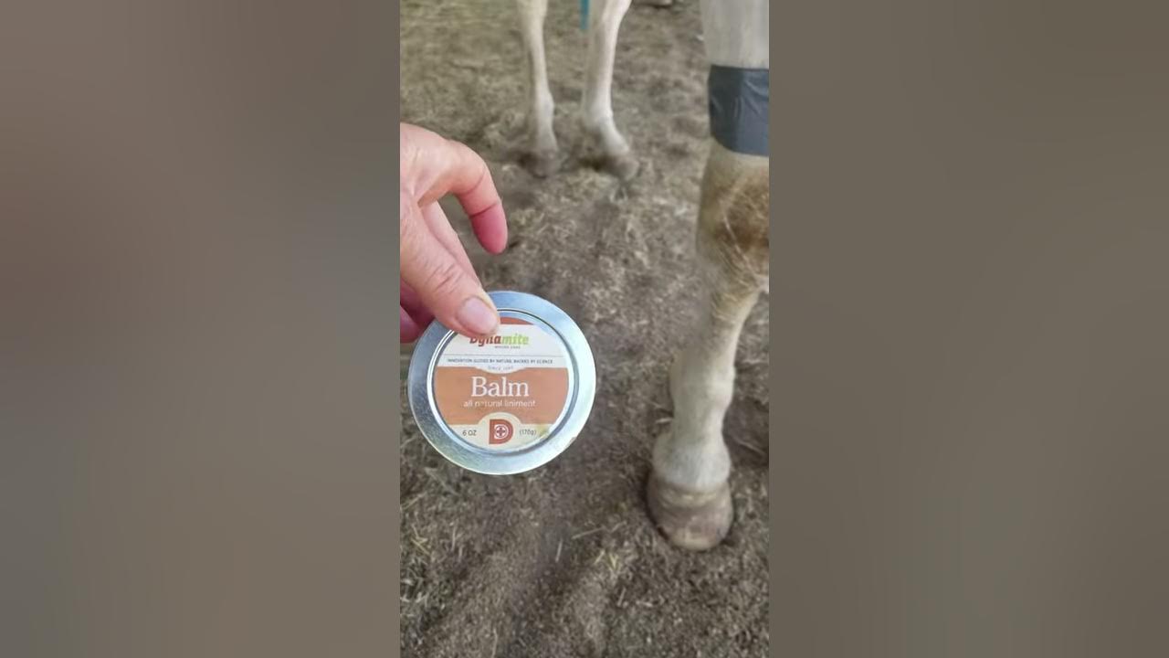 Horses with arthritic knees YouTube