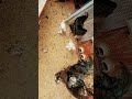 브라마궁까지 청소 끝~~!!!