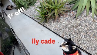 Cade No Fren | Sad Shibe | Tiny Rick The Shibe