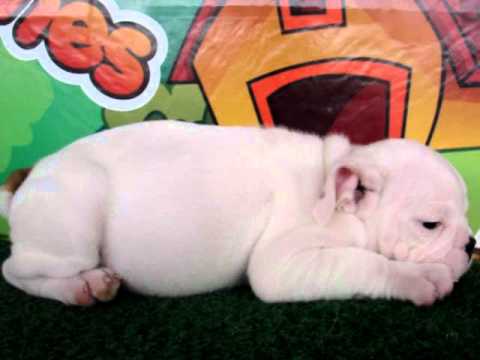 English bulldog For Sale - Chimari - http://www.bullcanes.net - ceo@bullcanes.net puppy paradise