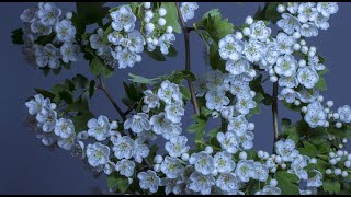 white flower wallpaper - hawthorn wallpaper screenshot 3