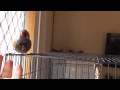 Beeper, the hand tame Zebra finch