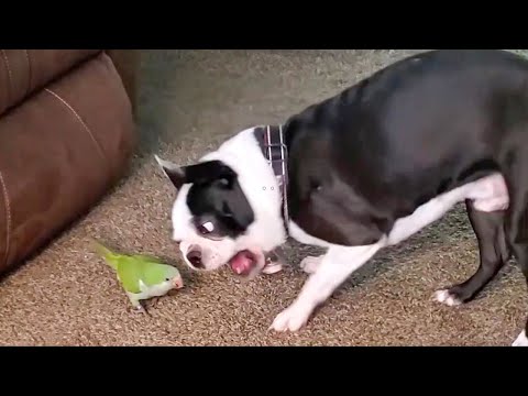 TRY NOT TO LAUGH WATCHING FUNNY DOG FAILS VIDEOS 2021 - Daily Dose of Laughter!