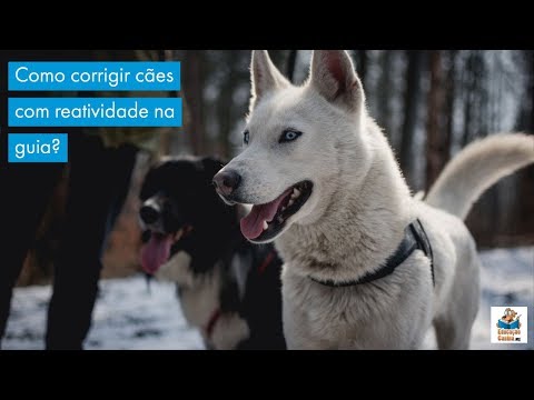 Vídeo: Treinador de cães espera suspender coleiras de prong, estrangulamento e choque em sua cidade