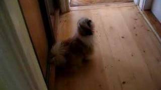 Shih Tzu - I Miss You! screenshot 1