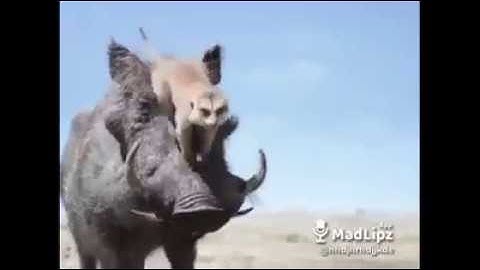 Nhớ Đi Xe Từ Từ Thôi Nhé M.N - Lồng Tiếng Xê Đăng (Cười Vỡ Mồm) || Diện 82 Official