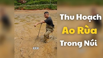 Thu Hoạch Ao Rùa Sâu Trong Núi giá 3000 tệ lời được những gì?