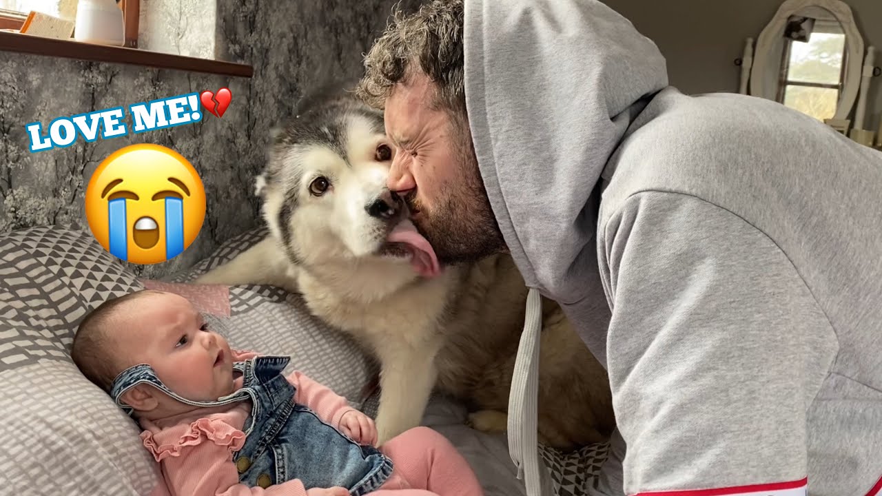 Husky Refuses To Let Dad Kiss Baby!! [CUTEST VIDEO EVER!!!]