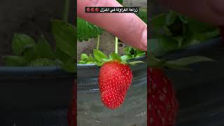أسهل وأسرع طريقة لزراعة الفراولة في المنزل🍓🍓والمحصول حلو وكبير #زراعة #فراولة #strawberry