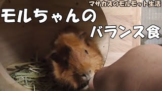 モルモットのバランス栄養フード!　ウェルバランスを初実食【アビシニアンモルモット】