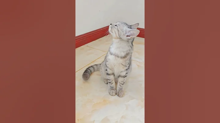 Video 5420991: tabby cat black white, cats kittens meowing