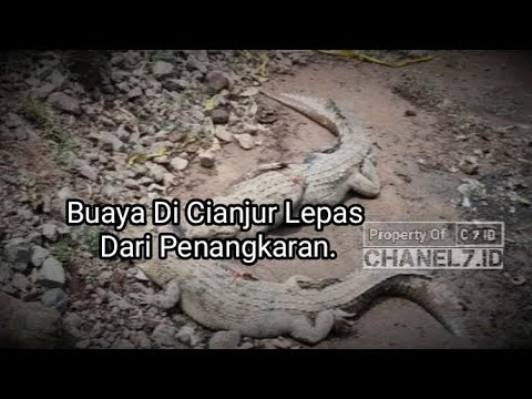 Kawanan Buaya Lepas Dari Penangkaran Di Kabupaten Cianjur Jawa Barat.