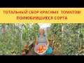 ТОТАЛЬНЫЙ СБОР КРАСНЫХ ТОМАТОВ! ПОЛЮБИВШИЕСЯ СОРТА