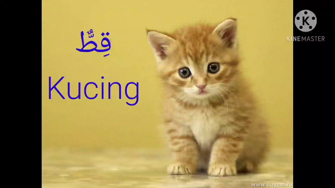 Bahasa Arab Tajuk Haiwan Youtube