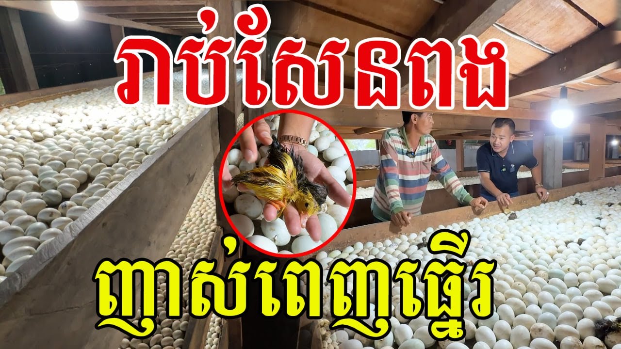 រាប់សែនពង ញាស់ពេញធ្នើរ ដូចរោងចក្រផលិតពង