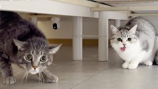 Japan Earthquake Shakes Cats by サウナ猫しきじ 7,469 views 2 months ago 8 minutes, 34 seconds