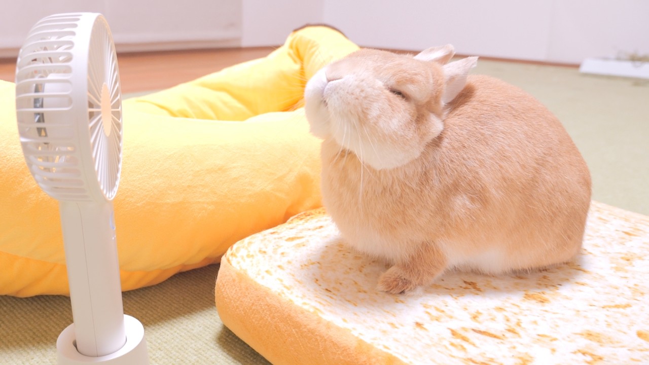 I Tried a Fan on My Hot Rabbit and He Looked So Comfortable 【No I Tried a Fan on My Hot Rabbit and He Looked So Comfortable 【No