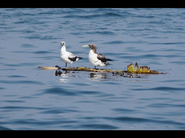 GOA'S FIRST PELAGIC TRIP - YouTube
