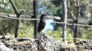 Rüppells Black Chat, Myrmecocichla Melaena, Debre Libanos, Ethiopia, 3 Jan 2015