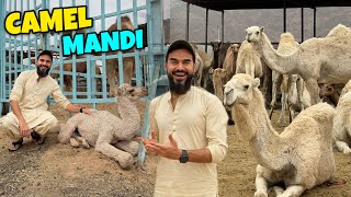 Hamari Mandi series shuru hogai finally 😍 VIP camel mandi pohanch gae 🐪