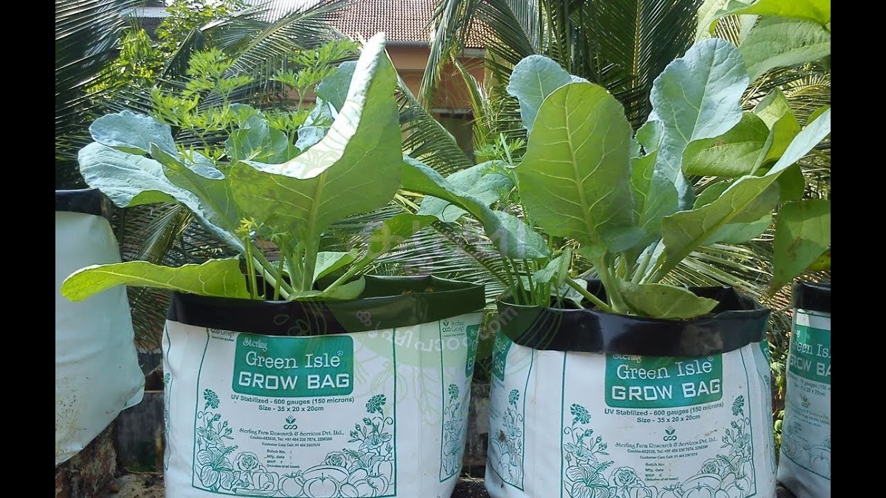 Carrot growing kerala, seedlings are getting ready ക്യാരറ്റ് തൈകള്