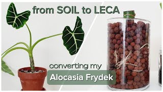 Converting My Alocasia Frydek From Soil To Leca Easy Guide For Successful Plant Conversion