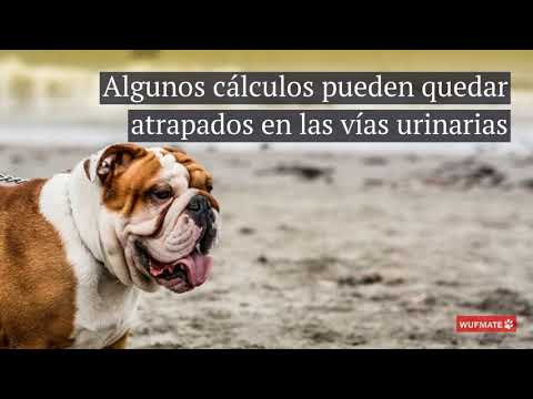 Cálculos de cisitina,