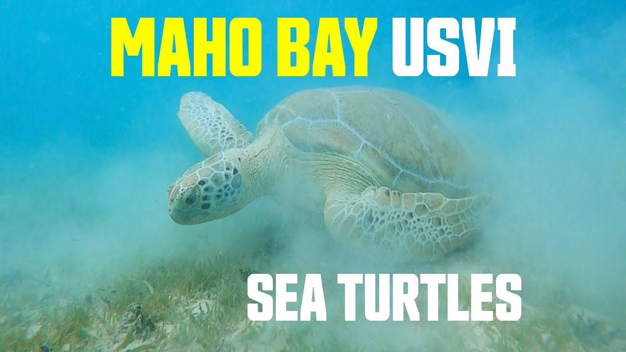 Maho Bay Virgin Islands Swim with Sea Turtles St. John USVI