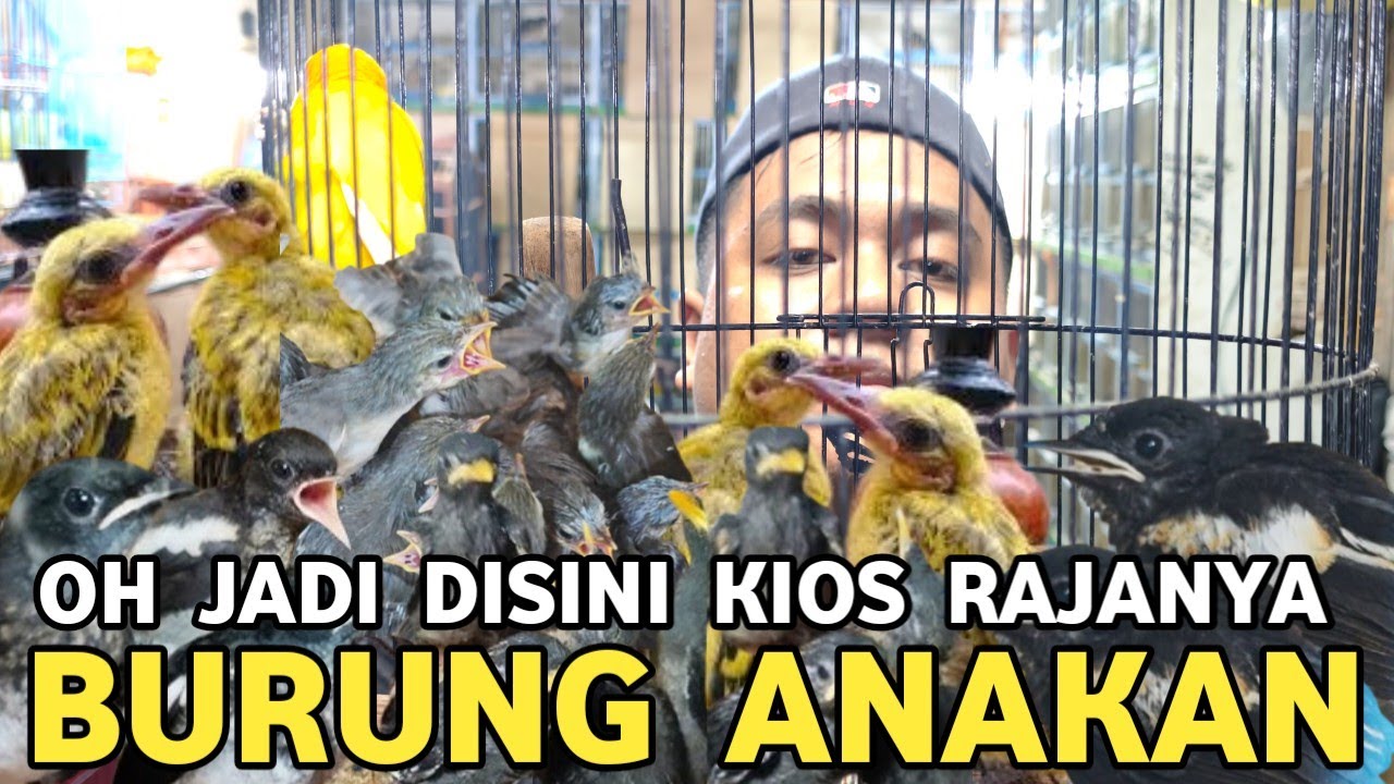 READY STOCK BURUNG KACER LOLOHAN, CIGUN LOLOHAN, PENTET LOLOHAN, TENGKEK LOLOHAN, DI PASAR PRAMUKA 