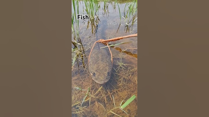 ปลาช่อน#Fish#short#youtube