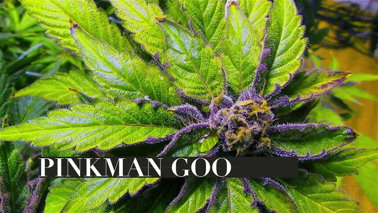 Seed to Strain: Pinkman Goo