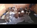 3 week old Saint Bernard pups