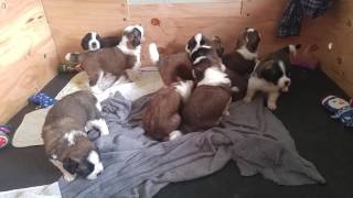 3 week old Saint Bernard pups