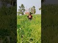 #desi lifestyle #trendingshorts #youtubeshorts #villagelife #spirituality #vrialshort #☔☔🌧️🌧️