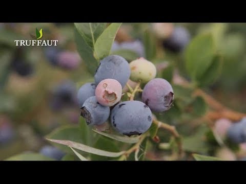 Vidéo: Myrtilles du jardin : plantation et entretien