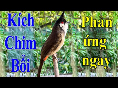 Choáng ngợp bộ sưu tập chim “khủng” giá 10 tỷ đồng của “vua chim màu Việt  Nam” | Báo Dân trí
