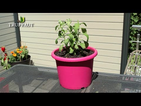 Vidéo: Stevia Winter Plant Care - Conseils sur l'hivernage des plantes Stevia