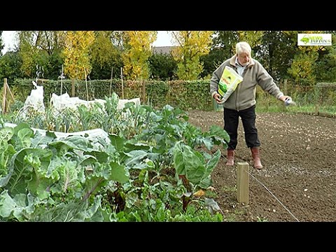 Vidéo: Quand appliquer la chaux granulée au jardin ?