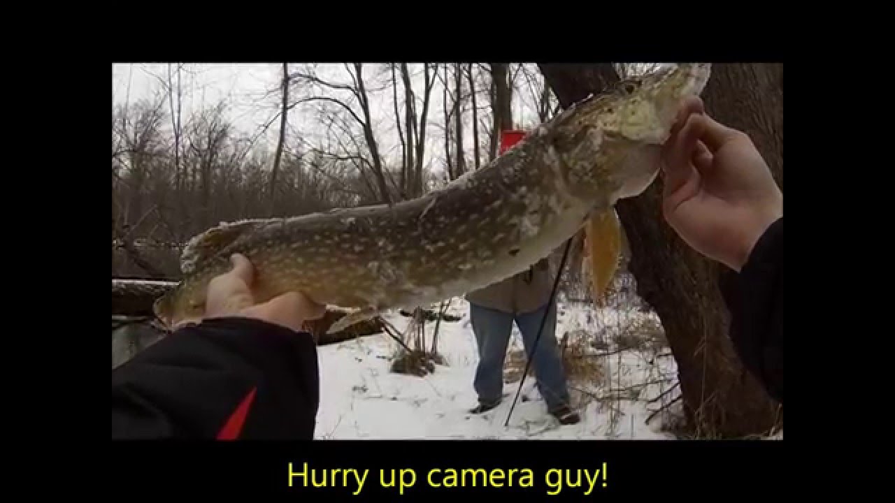 pikelets Kalamazoo River Fishing