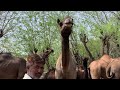 Problems Of Camel Farmers | What Is Rajasthan Government Doing.