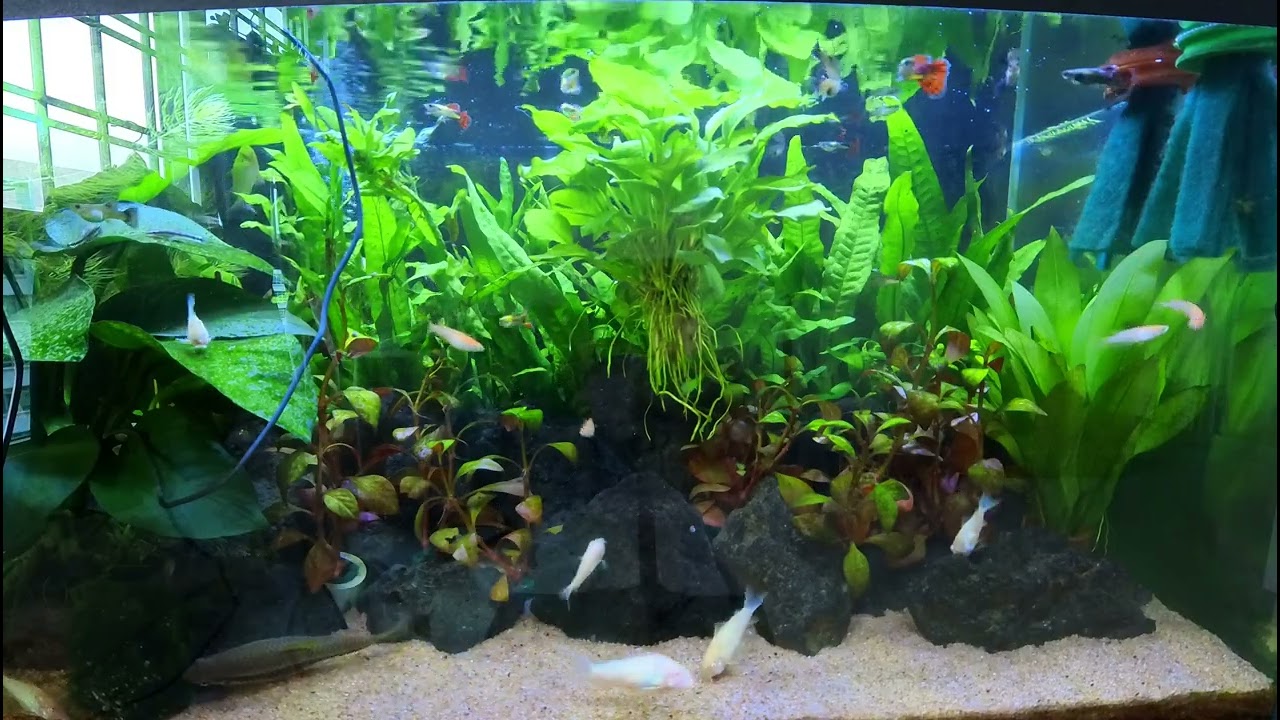 Guppies Dancing with Joy in Their Sparkling Tank